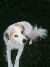 JERSEY, Hund, Mischlingshund in Rumänien - Bild 7