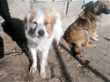 JERSEY, Hund, Mischlingshund in Rumänien - Bild 9