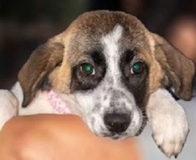 EMMAJ, Hund, Mischlingshund in Griechenland - Bild 14