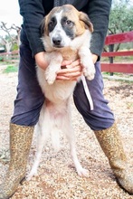 EMMAJ, Hund, Mischlingshund in Griechenland - Bild 7