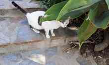 LUNA, Katze, Europäisch Kurzhaar in Spanien - Bild 3