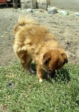 BRUNO, Hund, Mischlingshund in Rumänien - Bild 5