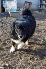 LUCKY, Hund, Mischlingshund in Rumänien - Bild 1