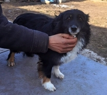 LUCKY, Hund, Mischlingshund in Rumänien - Bild 2