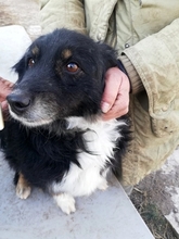 LUCKY, Hund, Mischlingshund in Rumänien - Bild 3