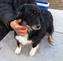 LUCKY, Hund, Mischlingshund in Rumänien - Bild 4