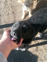 MITTENS, Hund, Mischlingshund in Rumänien - Bild 11