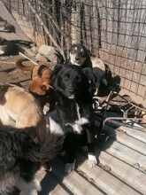 MITTENS, Hund, Mischlingshund in Rumänien - Bild 12