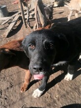 MITTENS, Hund, Mischlingshund in Rumänien - Bild 6