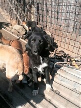 MITTENS, Hund, Mischlingshund in Rumänien - Bild 8