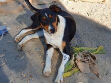 CASO, Hund, Mischlingshund in Spanien - Bild 1
