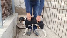 CASO, Hund, Mischlingshund in Spanien - Bild 10