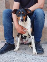 CASO, Hund, Mischlingshund in Spanien - Bild 12