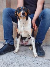 CASO, Hund, Mischlingshund in Spanien - Bild 2