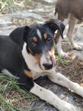 CASO, Hund, Mischlingshund in Spanien - Bild 6