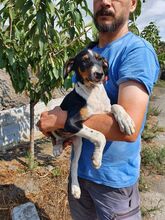 CASO, Hund, Mischlingshund in Spanien - Bild 7