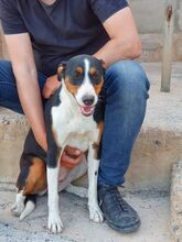 CASSY, Hund, Mischlingshund in Spanien - Bild 2