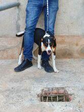 CASSY, Hund, Mischlingshund in Spanien - Bild 3