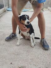 CASSY, Hund, Mischlingshund in Spanien - Bild 5