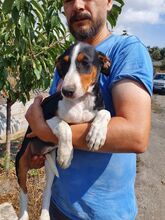 CASSY, Hund, Mischlingshund in Spanien - Bild 6