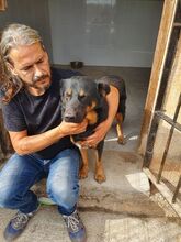 DUQUE, Hund, Mischlingshund in Spanien - Bild 5