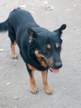 DUQUE, Hund, Mischlingshund in Spanien - Bild 9