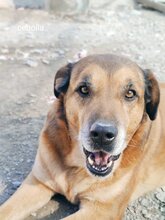 CEBOLLA, Hund, Mischlingshund in Spanien - Bild 1