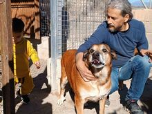 CEBOLLA, Hund, Mischlingshund in Spanien - Bild 10