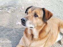 CEBOLLA, Hund, Mischlingshund in Spanien - Bild 2