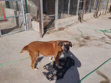 CEBOLLA, Hund, Mischlingshund in Spanien - Bild 3