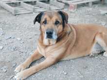 CEBOLLA, Hund, Mischlingshund in Spanien - Bild 4
