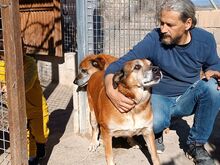 CEBOLLA, Hund, Mischlingshund in Spanien - Bild 5
