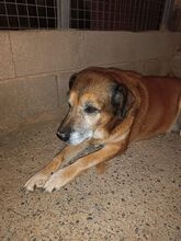 CEBOLLA, Hund, Mischlingshund in Spanien - Bild 6