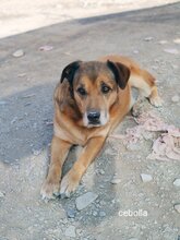 CEBOLLA, Hund, Mischlingshund in Spanien - Bild 8