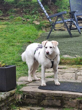 BELLA, Hund, Mischlingshund in Bulgarien - Bild 2