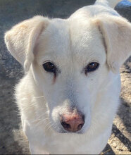 BELLA, Hund, Mischlingshund in Bulgarien - Bild 4