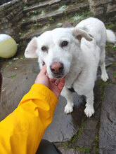 BELLA, Hund, Mischlingshund in Bad Laasphe