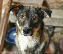 ISY, Hund, Mischlingshund in Bulgarien - Bild 1