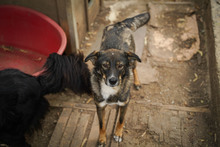 ISY, Hund, Mischlingshund in Bulgarien - Bild 10