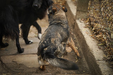 ISY, Hund, Mischlingshund in Bulgarien - Bild 11