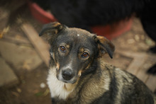 ISY, Hund, Mischlingshund in Bulgarien - Bild 12