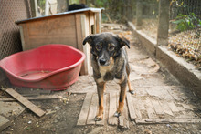 ISY, Hund, Mischlingshund in Bulgarien - Bild 13