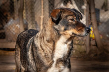 ISY, Hund, Mischlingshund in Bulgarien - Bild 2