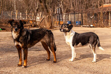 ISY, Hund, Mischlingshund in Bulgarien - Bild 3