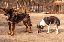 ISY, Hund, Mischlingshund in Bulgarien - Bild 4