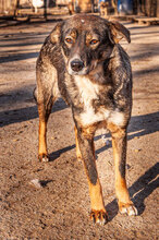 ISY, Hund, Mischlingshund in Bulgarien - Bild 7