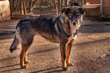ISY, Hund, Mischlingshund in Bulgarien - Bild 8