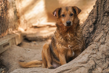MISSI, Hund, Mischlingshund in Bulgarien - Bild 2
