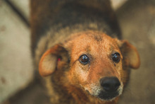 MISSI, Hund, Mischlingshund in Bulgarien - Bild 4