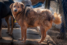 MISSI, Hund, Mischlingshund in Bulgarien - Bild 7